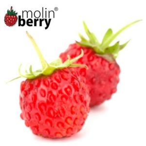 Molinberry / Super Aroma- Wild Strawberry 10ml