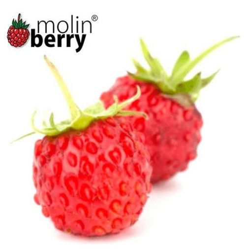 Molinberry / Super Aroma- Wild Strawberry 10ml